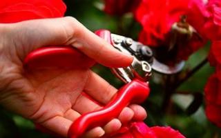Как правильно обрезать садовые розы осенью: готовим королеву цветов к зиме