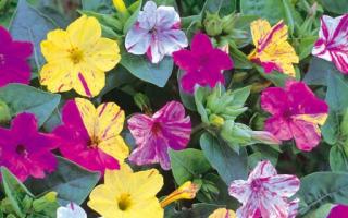 Мирабилис – ароматные цветы ночной красавицы