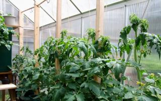 Как вырастить богатый урожай томатов