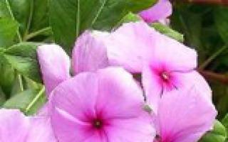 Квітка барвінок: фото, опис, посадка та догляд Компрес для загоєння