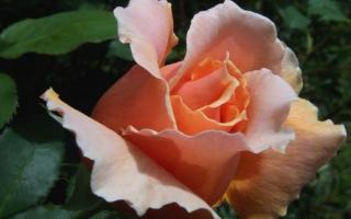 Mawar teh hibrida - aturan penanaman dan perawatan