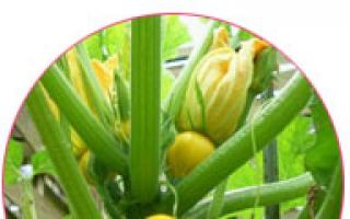 Flores estériles en calabacín: causas del problema y formas de eliminarlo.