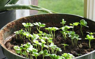 Καλλιέργεια βασιλικού για σπορόφυτα από σπόρους Πότε να φυτέψετε βασιλικό σε ένα χρόνο
