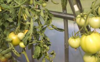 Чому не ростуть помідори, що робити?