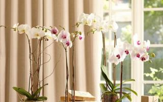 Orchidee im Haus: Zeichen, Aberglaube und Regeln für die ganzjährige Blüte