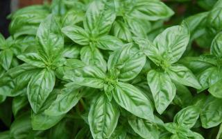 Growing basil in a greenhouse How to grow basil in a greenhouse