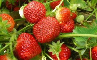The key to a wonderful harvest is timely feeding of strawberries in the spring!